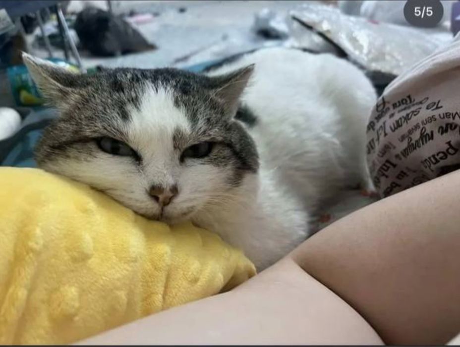 КОТ 3 года! Бесплатно