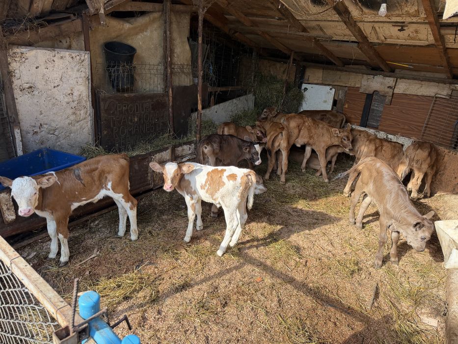 Vitei de crescut de vanzare