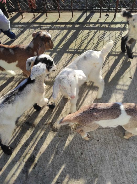 Vind iezi de anglo nubian