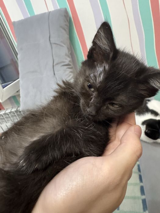 Отдаю котенка бесплатно