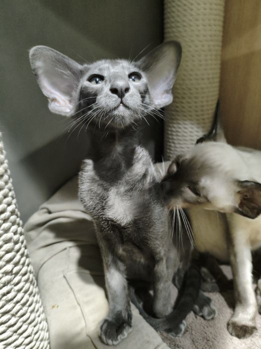 Ориентальный котёнок экстрим