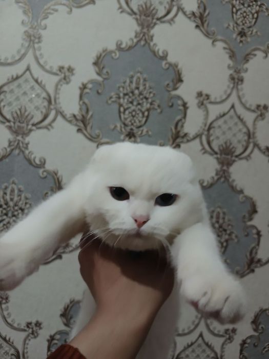 Scottish Fold oq rang