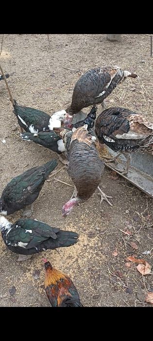 Куркалар сотилади