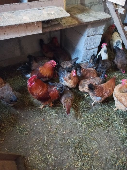 Продам инкубационное яйцо