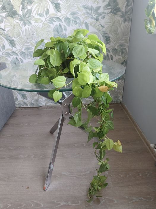 Отдам в добрые руки лианы