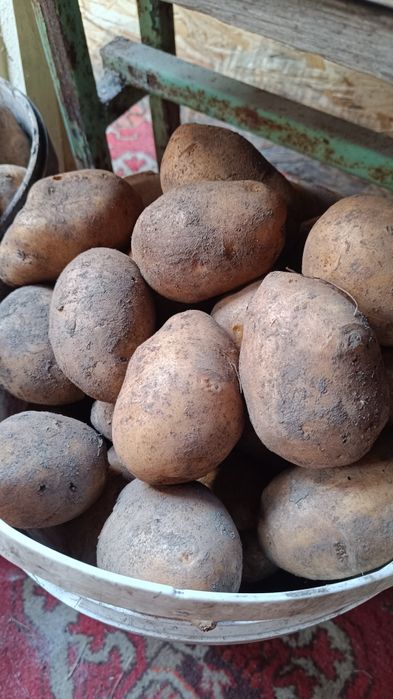 Продам жёлтый картофель. Сорт " ГАЛЛА"