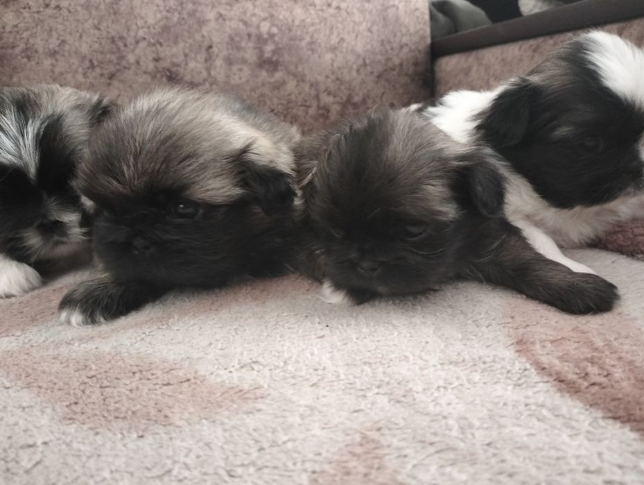 Готовятся к продаже щенки Пекинеса