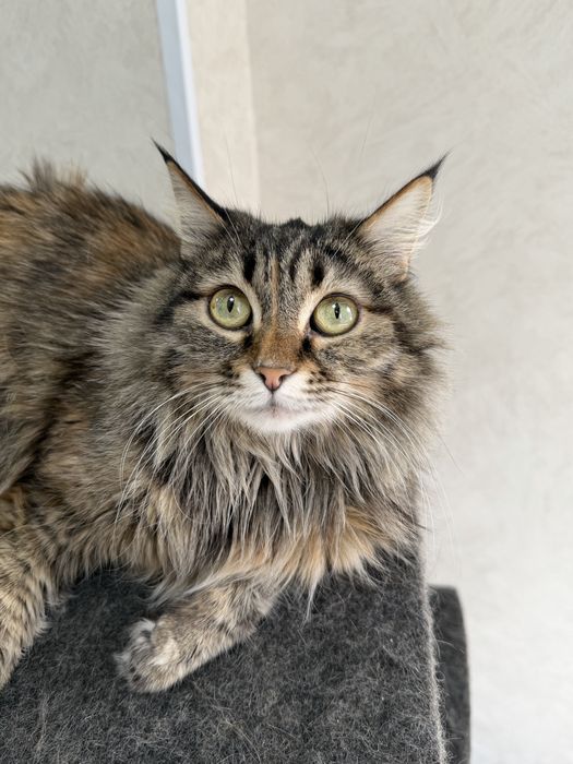 Кошка РЫСЯ ищет семью. Стерилизована