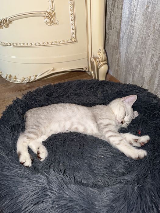 продается девочка скоттиш фолд 2мес