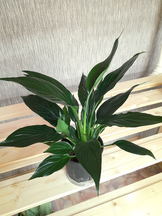 Продам Спатифиллум Блэк