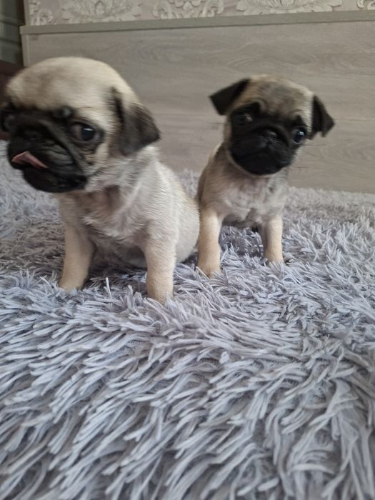 Продаю  щенков  мопсят