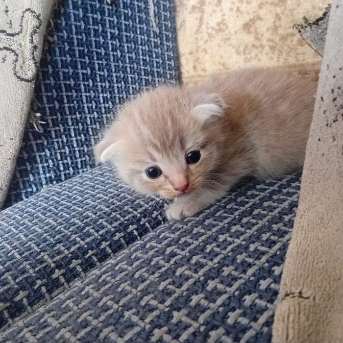 Котята британские