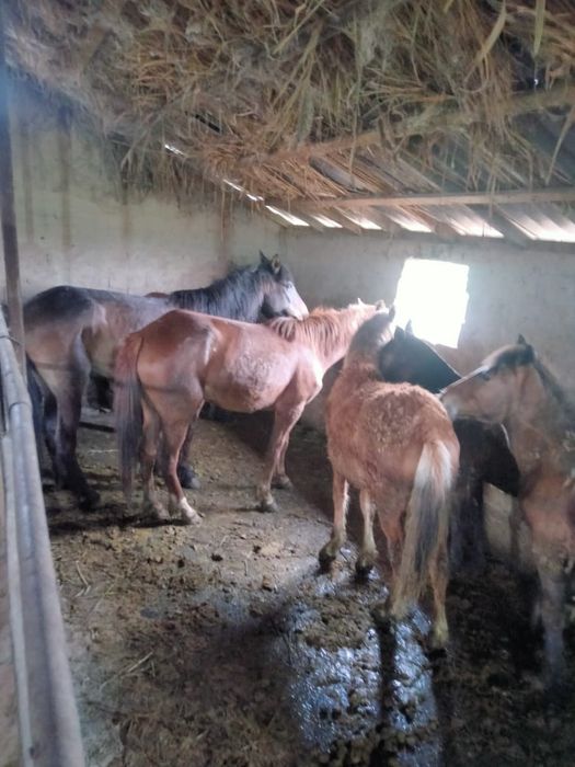 Семіз жылқылар сатамыз