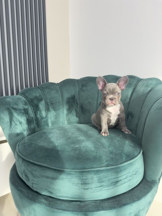 Bulldog Francez Frenchie House Luxury