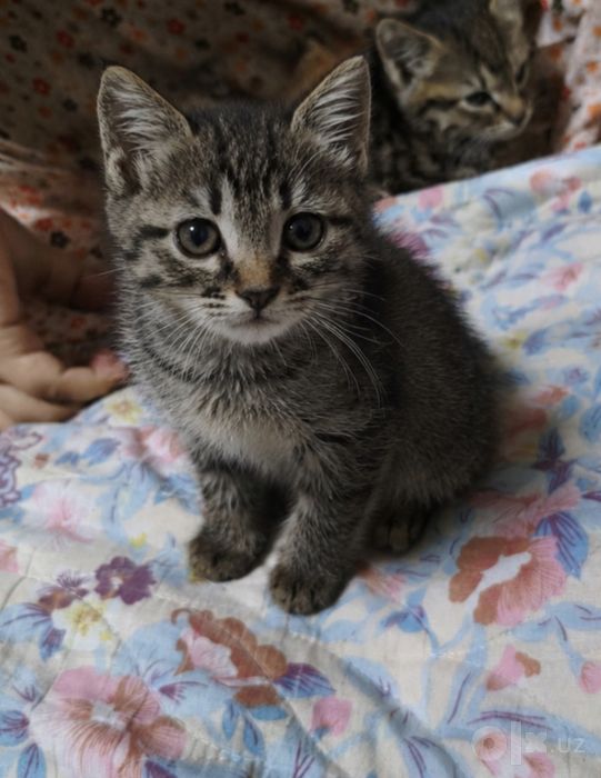 Ласковая кошечка ищет добрый дом