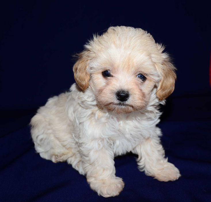 Шикарные щенки Мальтипу F1 (Maltipoo) ! Мини  !