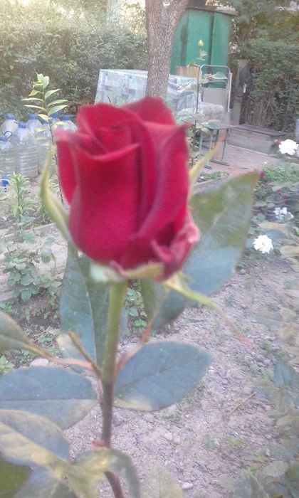 Продаются 2-5 летние кусты роз сорта "Президент"