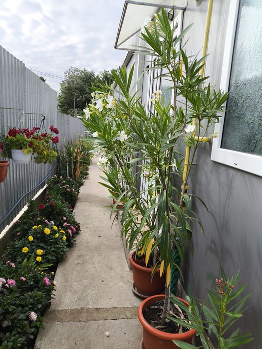 Leandru alb 2m in ghiveci cu tăviță