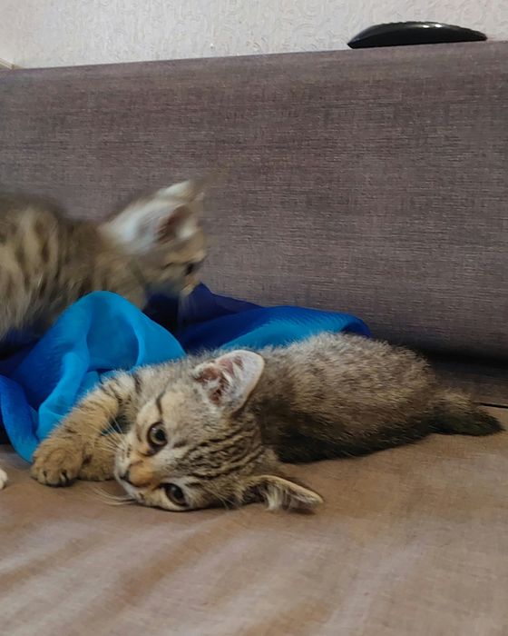 Отдам котят в добрые руки