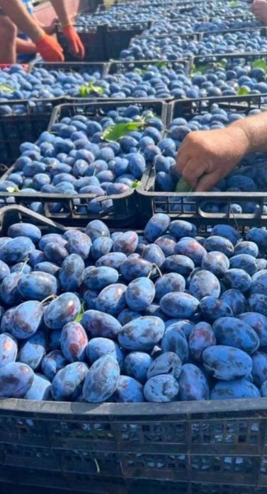 Vând prune de țuică bine coapte, dulci și aromate