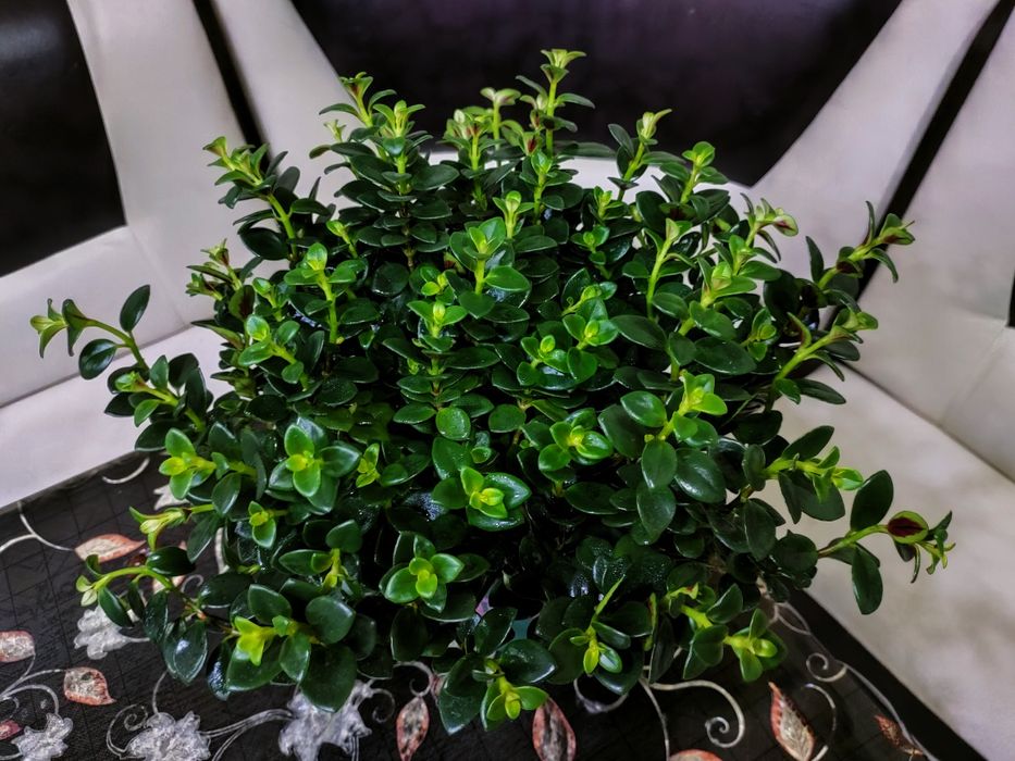 Комнатные растения. Доставка есть