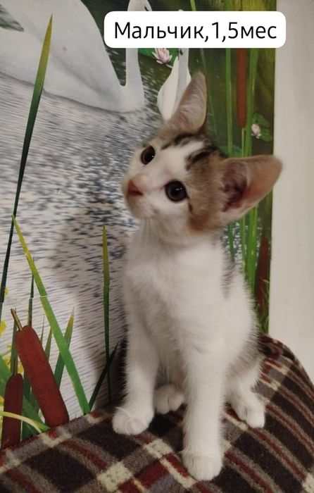 Котята бесплатно⁹