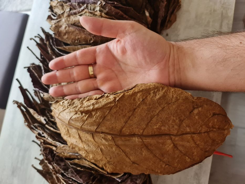 Frunze de catappa xxl,  migdal indian