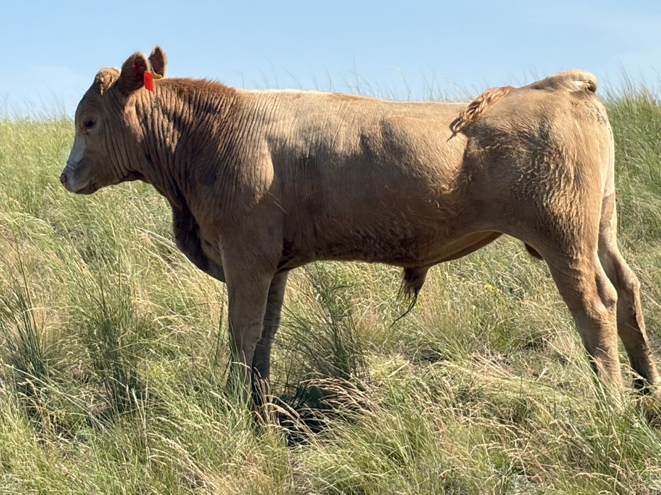 Продам бычков 25 года