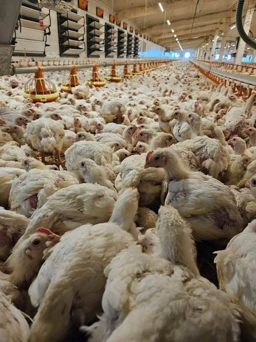 pui de carne și rasa mixta