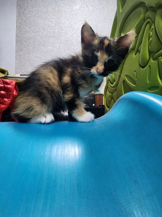 Малыши ищут свой дом