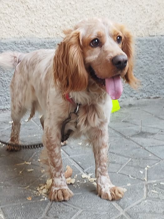 Paroda English cocker spaniel
