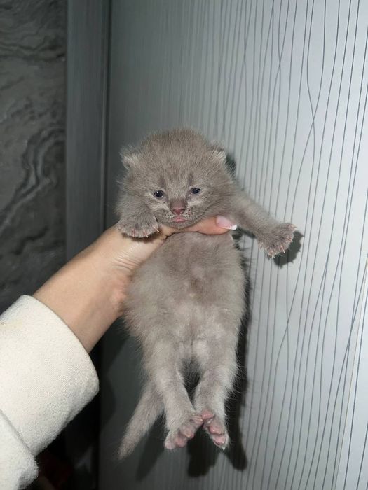 Продаются котята скоттиш страйт и фолд