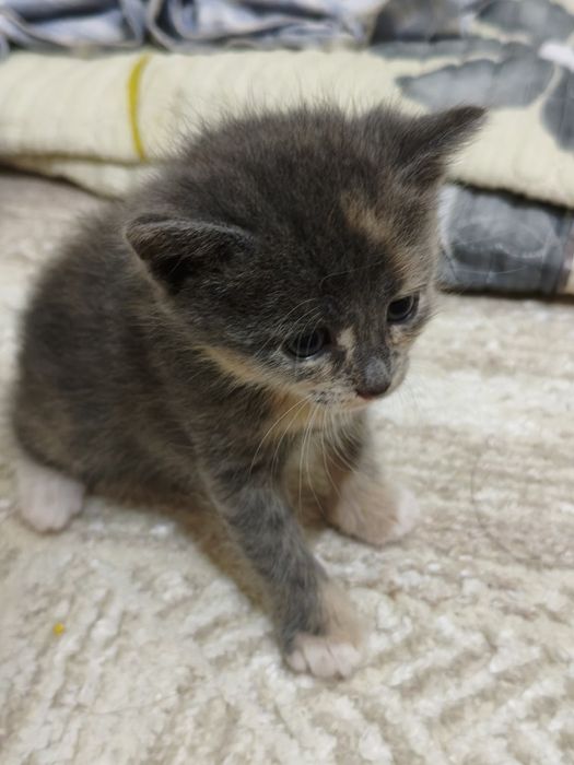 Котенки в добрые руки