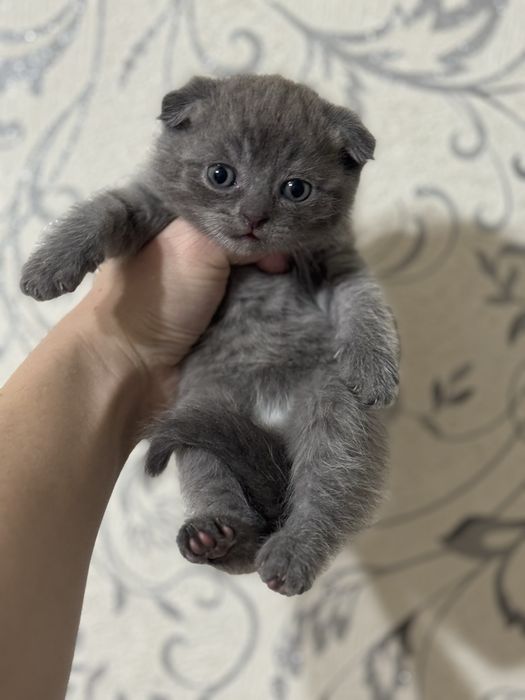 продам котят шотландцы