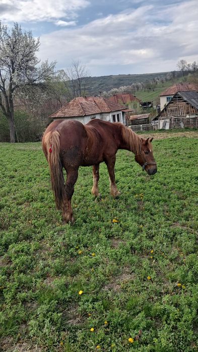 Cal cu acte de vânzare
