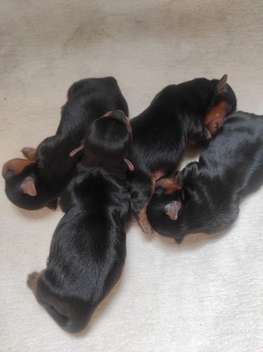 Мини девочка Йоркширского терьера.