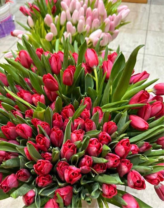 Продаются тюльпаны по дешевой цене