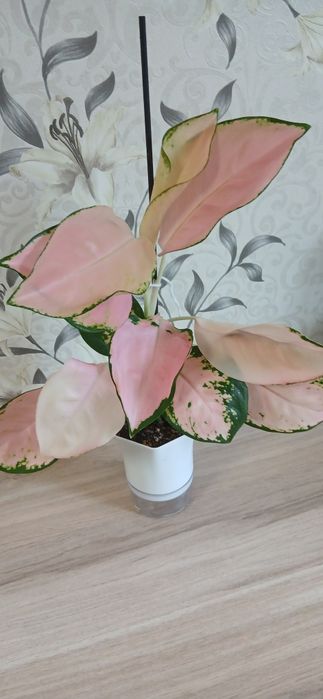 Продам комнатные цветы