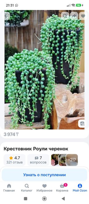 Продам крестовник Роули