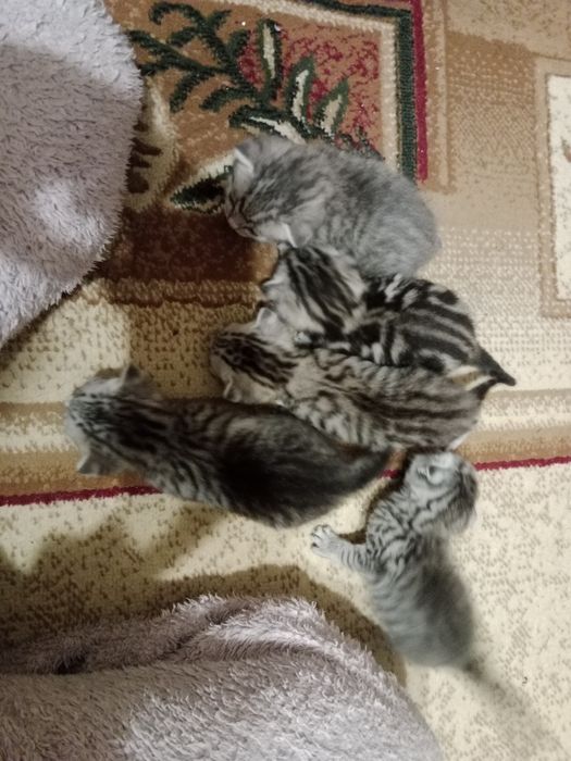 Котята шотландские