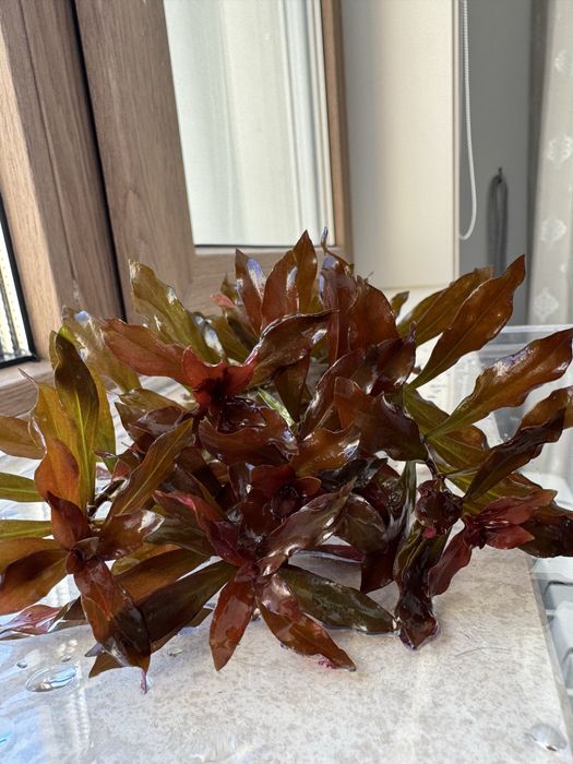 Аквариумные растения