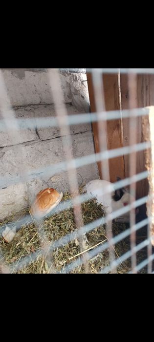 Vând iepurași cap de leu