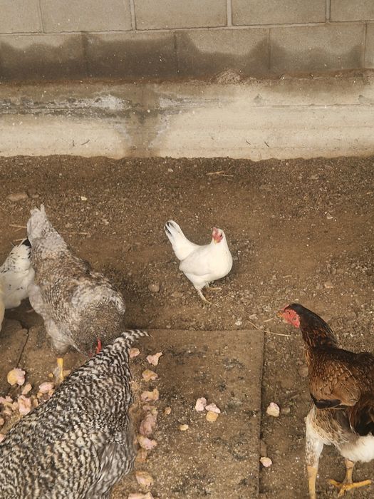 Карликовые  бетнамки