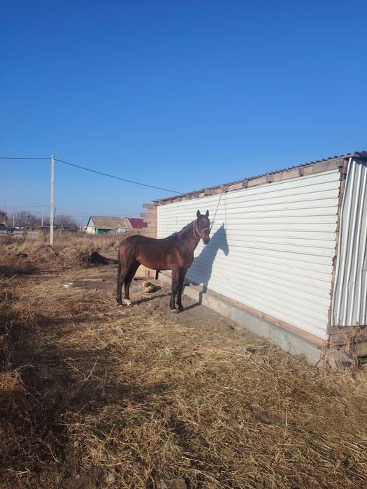 Продам жеребца 5лет полукрове