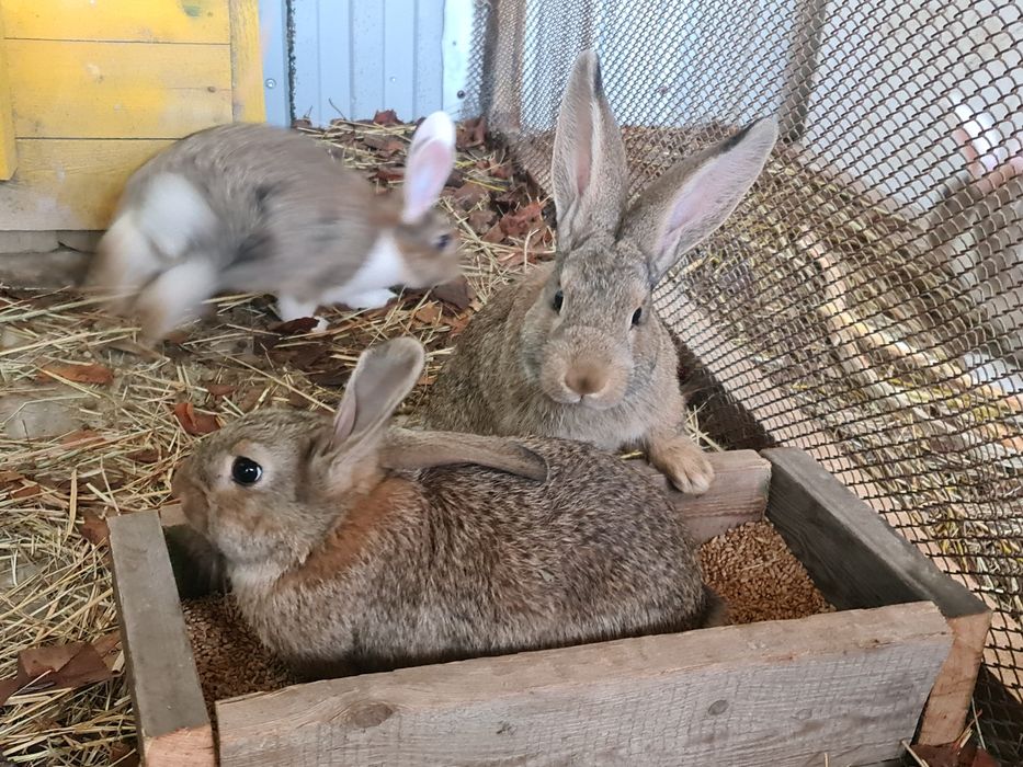 Кролики 2,5 месяца