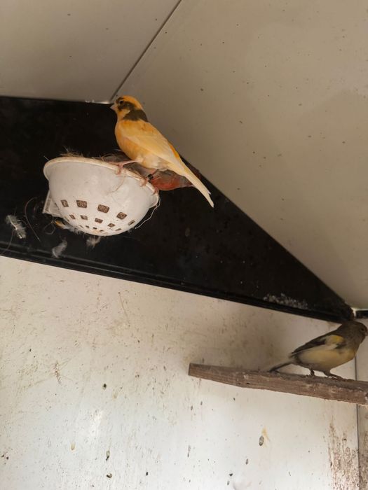 Canari