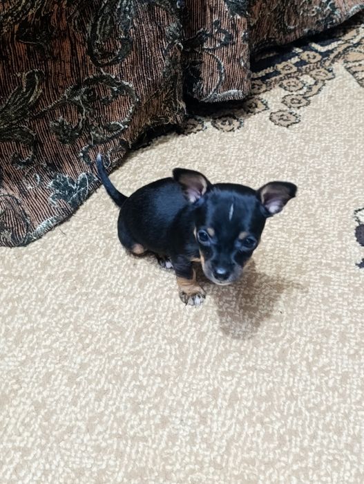 Русский Той терьер