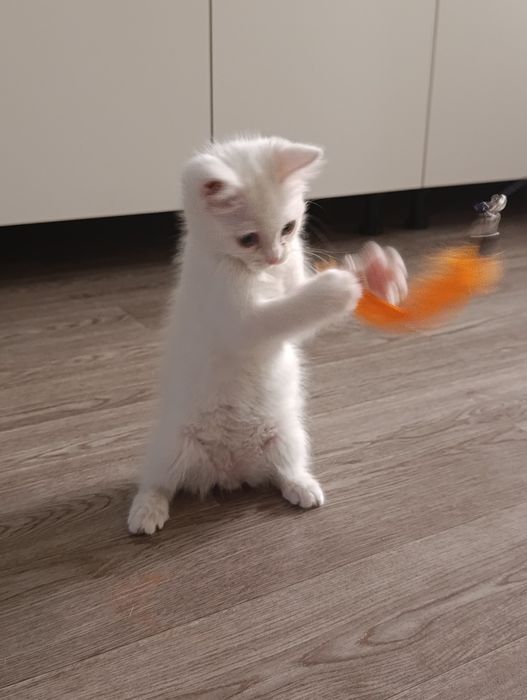 Ищу дом для котенка в Алмате