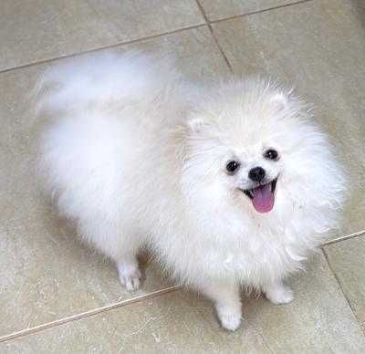 Pomeranian Mascul - Canisa