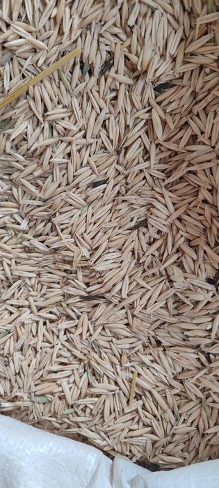 Овёс только оптом